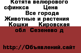 Котята велюрового сфинкса. .. › Цена ­ 15 000 - Все города Животные и растения » Кошки   . Кировская обл.,Сезенево д.